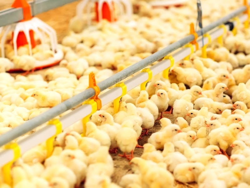 Innovative Poultry Solutions For The Farmer From The Farmer 