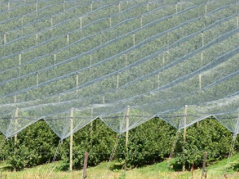 Agricultural Industry Chooses CCA-Treated Poles for Their Shade Netting