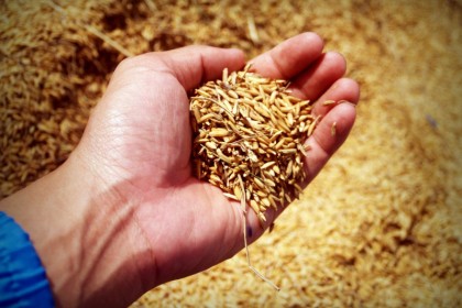 Grain Storage, Seed Companies, Seed Suppliers in South Africa